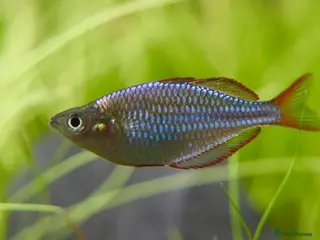 Rainbow Fish fish Neon Dwarf Rainbows - Advert 8