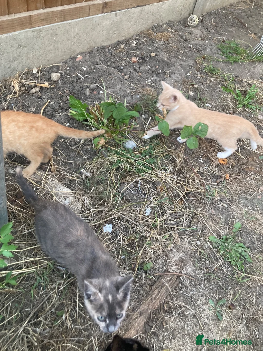 Domestic Shorthair cats for sale: 4 beautiful kittens is ready to go  - Advert 2