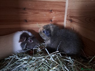 Guinea Pig rodents - Advert 16