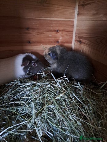 Guinea Pig rodents - Advert 12