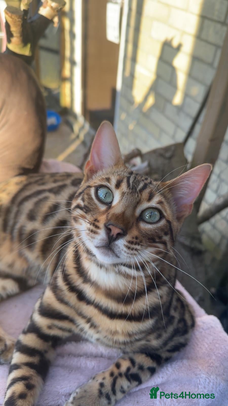 Bengal cats Male bengal  - Advert 3