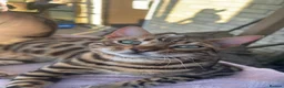 Bengal cats for sale: Male bengal  - Advert 1