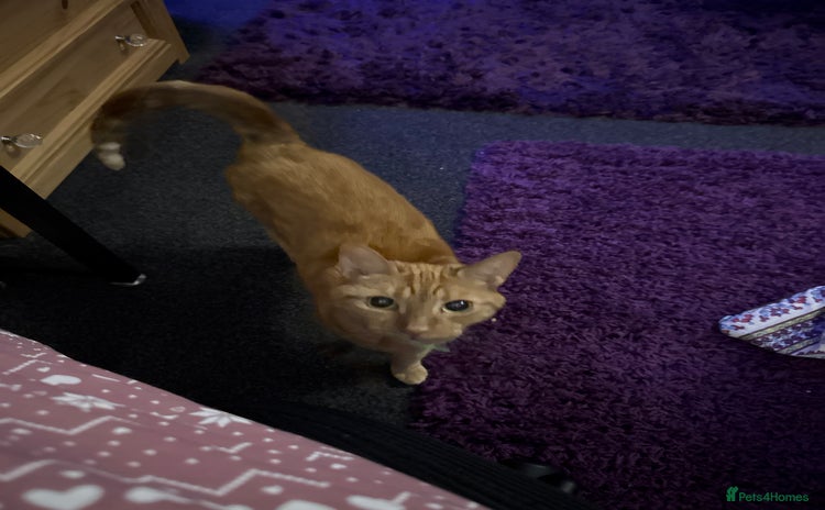 Domestic Shorthair cats - Advert 1