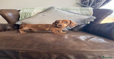 Miniature Dachshund dogs - Advert 1