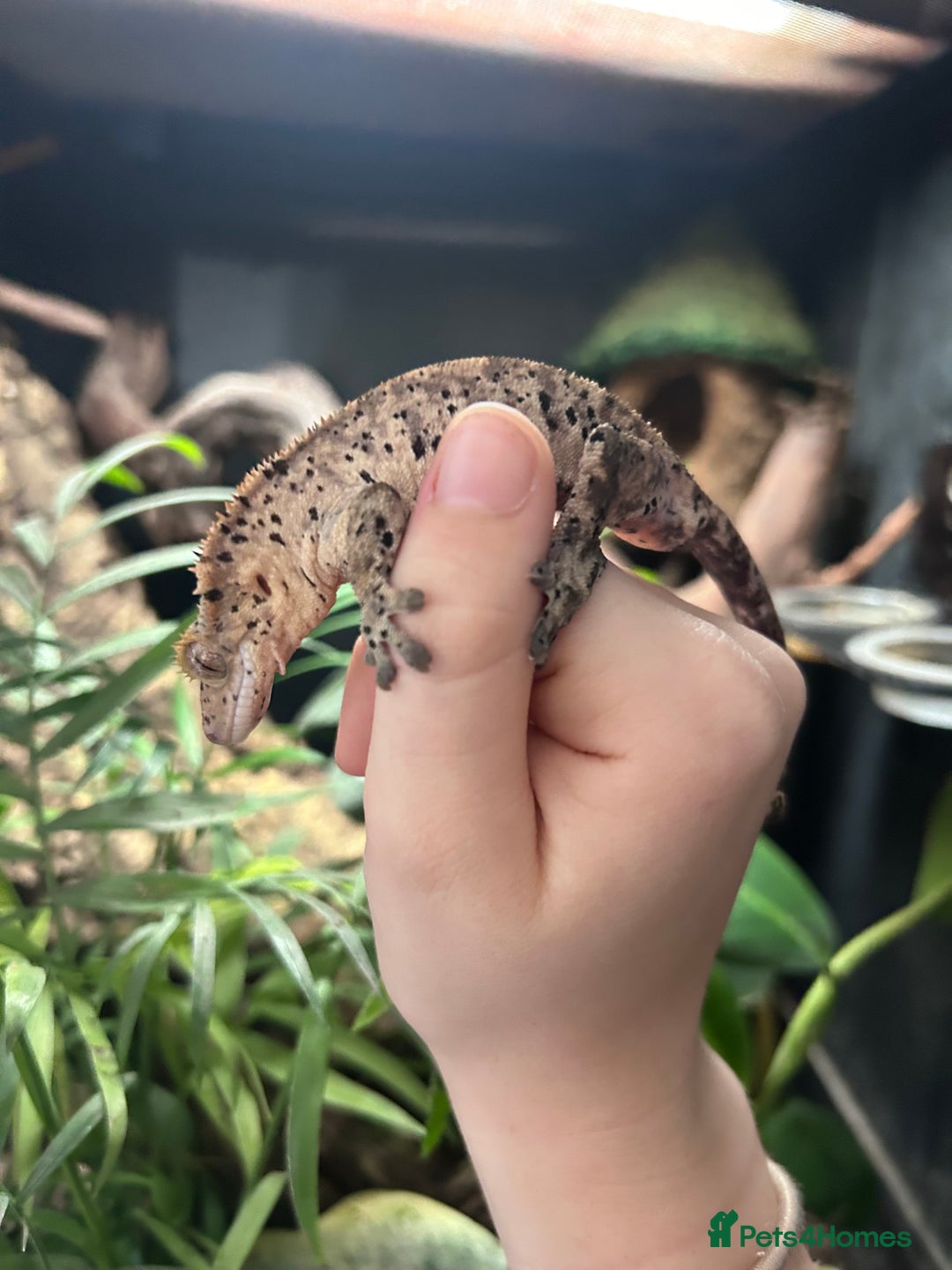 Gecko reptiles for sale: Super Dalmatian Crested Gecko - Advert 2