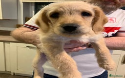 Double Doodle dogs for sale: Beautiful rare litter of Double Doodles - Image 26