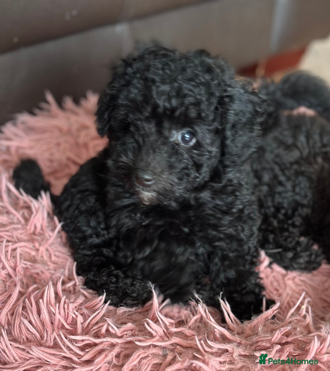 Toy Poodle dogs for sale: Stunning K.C. reg Toy Poodle Puppies - Image 9