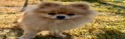 Pomeranian dogs for adoption: 🐾 Ulya – Female Pom Looking for a Forever Home 🐾 - Advert 3