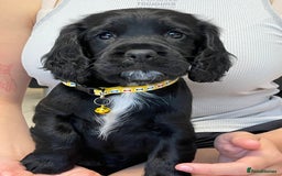 Sprocker dogs for sale: Beautiful Sprocker puppies HEALTH TESTED PARENTS - Image 20