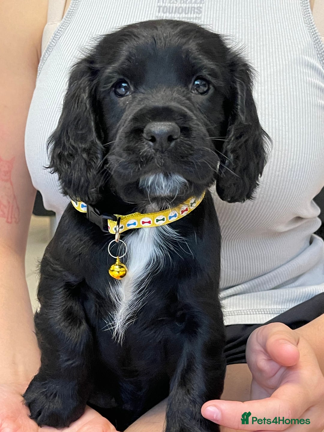 Sprocker dogs for sale: Beautiful Sprocker puppies HEALTH TESTED PARENTS - Image 20
