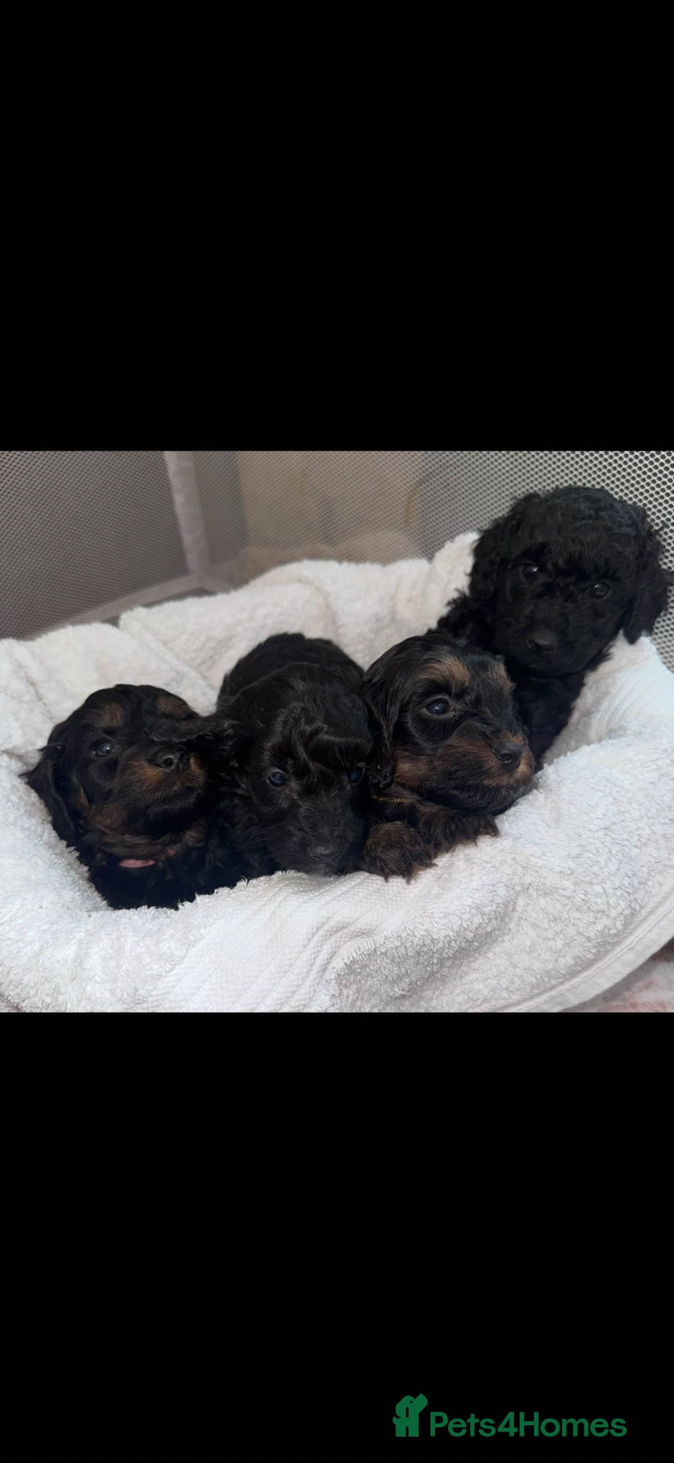 Cockapoo dogs Miniature Cockapoo  - Advert 3