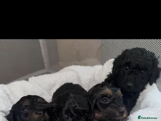 Cockapoo dogs Miniature Cockapoo - Advert 3