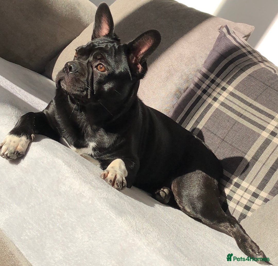 Mixed Breed dogs for sale: Lola French bulldog  in Skegness - Image 1