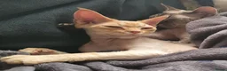 Devon Rex cats for sale: Beautiful active Red Devon Rex  in London - Advert 6