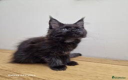 Maine Coon cats for sale: 🥰MC Kittens🥰 - Image 18