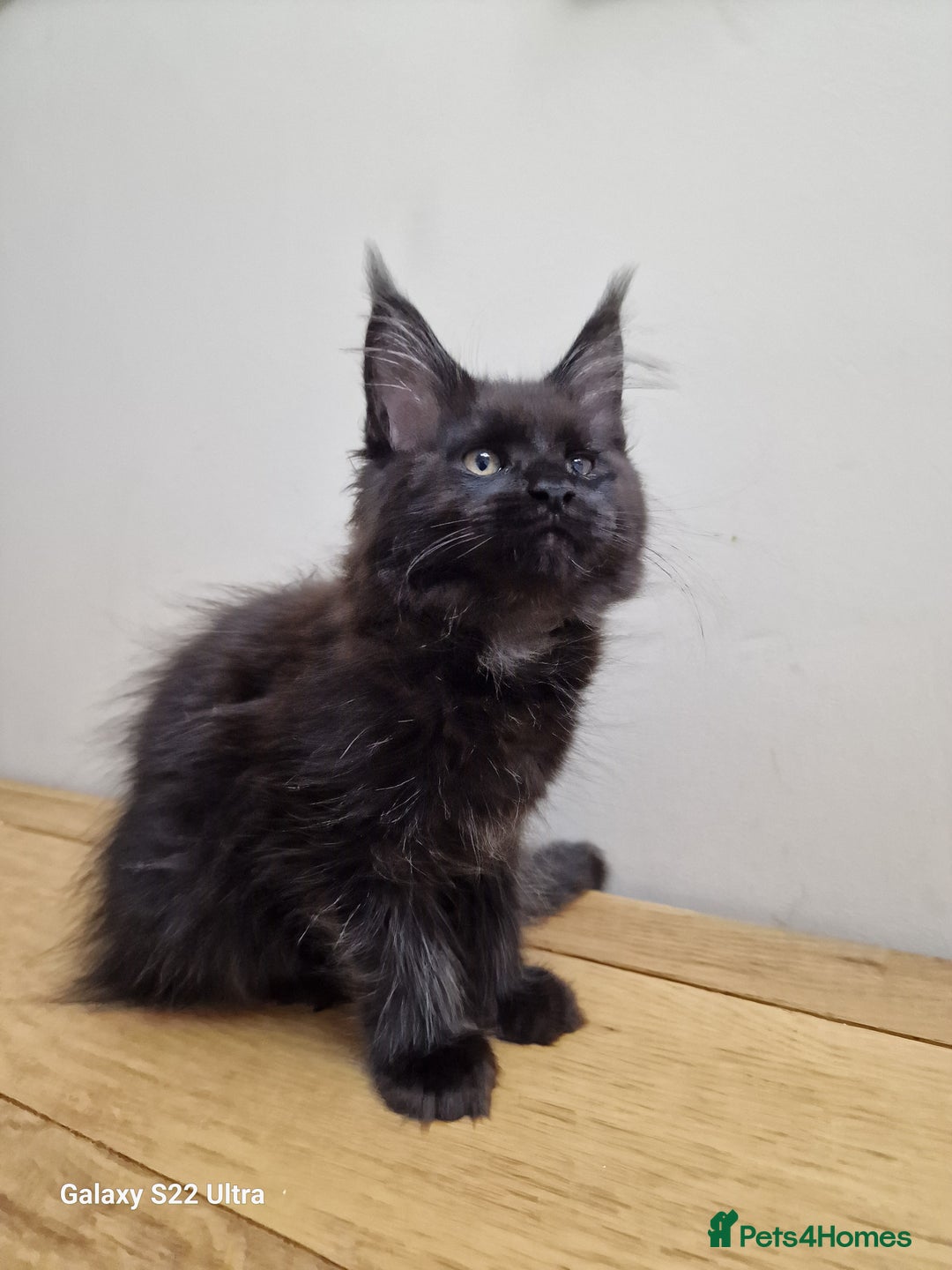 Maine Coon cats for sale: 🥰MC Kittens🥰 - Image 18