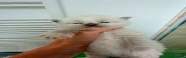 Ragdoll 3