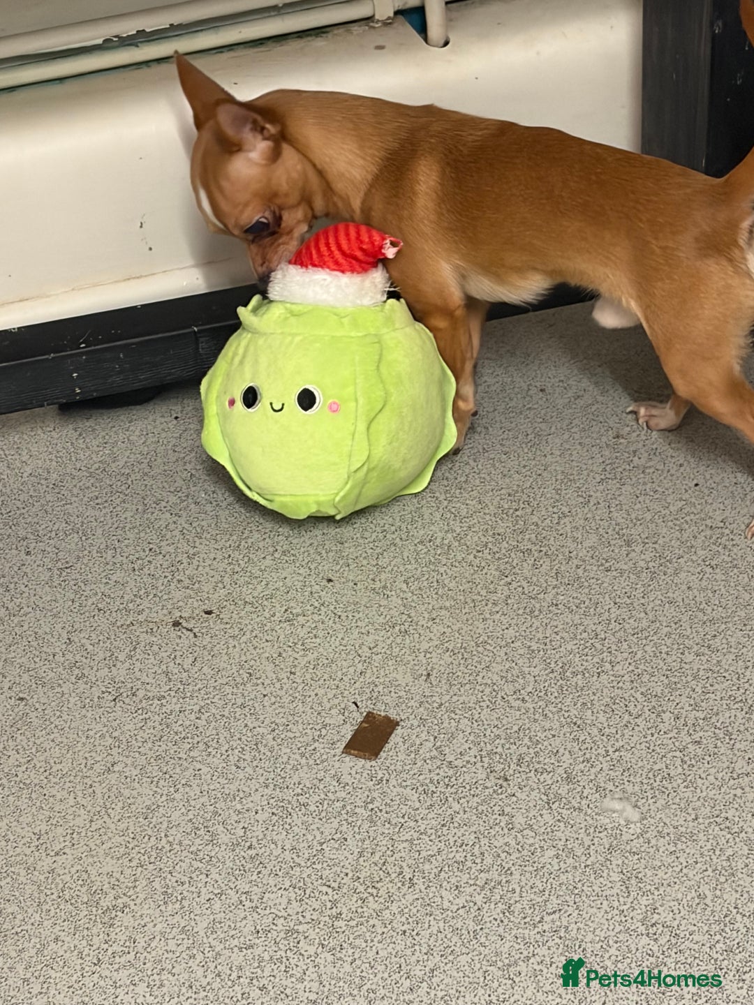 Chihuahua dogs for stud: George the chihuahua stud - Advert 1