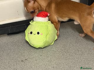 Chihuahua dogs George the chihuahua stud - Advert 1