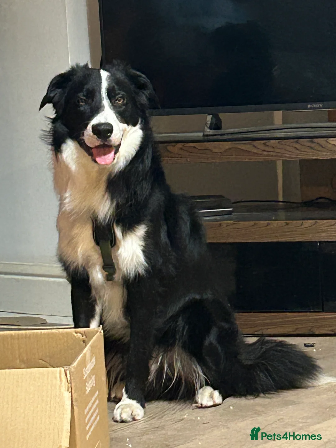 Border Collie dogs for stud: Beautiful Pedigree Stud Border Collie for breeding in Isleworth - Advert 11