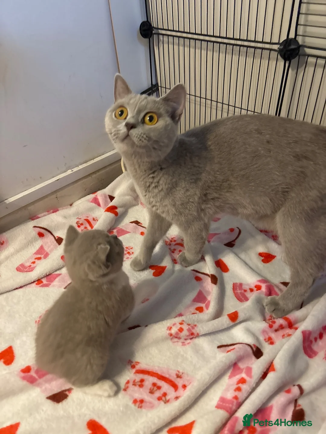British Shorthair cats for sale: Lilac bi British shorthairs  - Advert 19