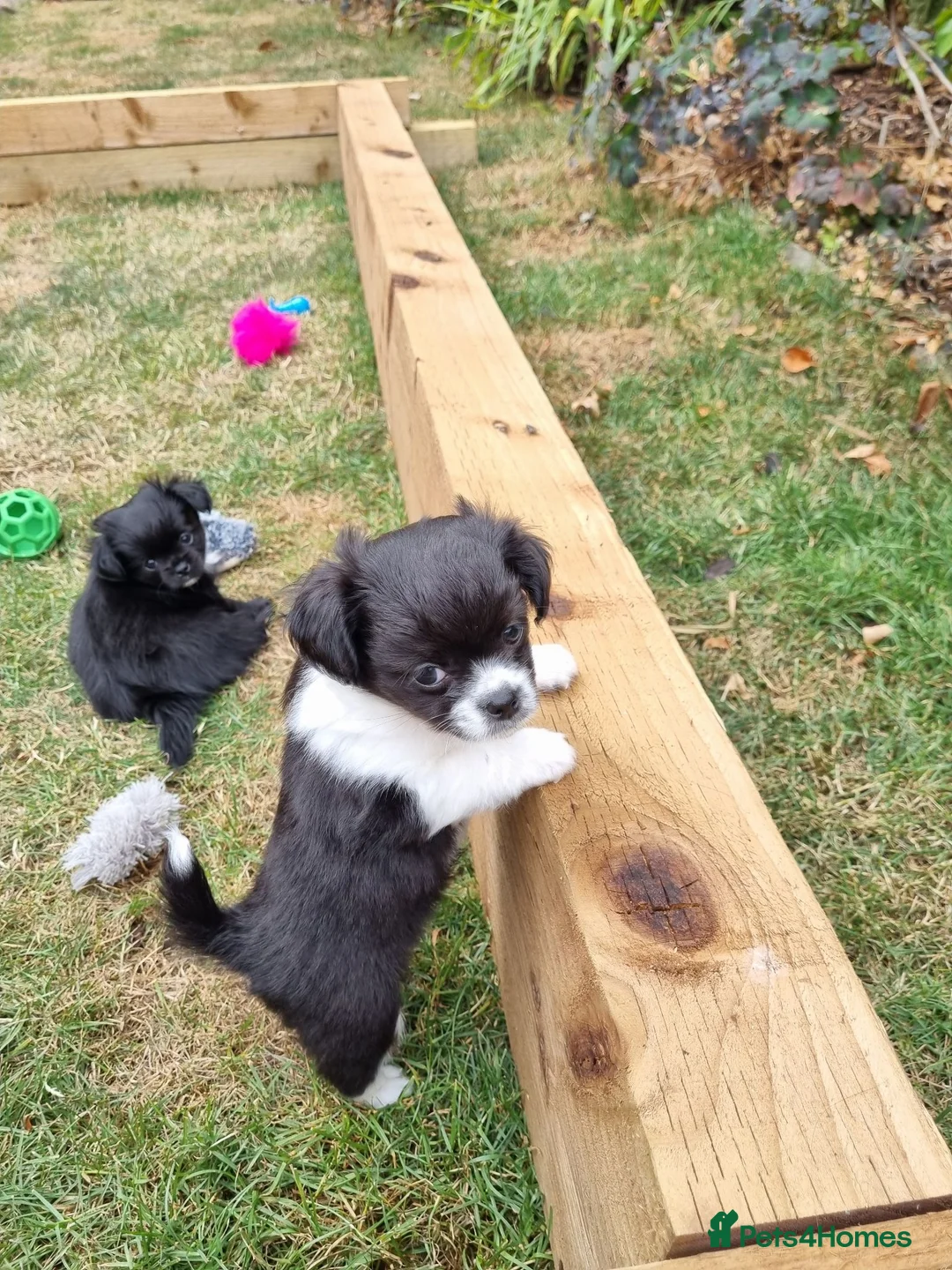 Chihuahua dogs for sale: Handsome Kc Registered long hair Chihuahua Male - Advert 2