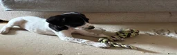 Sprocker dogs for sale: Cocker x springer(sprocker) - Advert 4