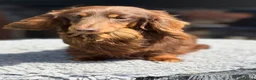 Miniature Dachshund dogs for stud: Mini long haired stud  - Advert 3