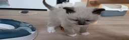 Ragdoll cats for sale: Gorgeous Ragdoll ready to leave 11 July - Advert 13