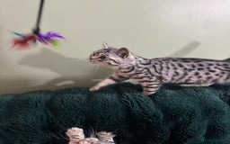 British Shorthair cats for sale: British shorthair silver spotted female  - Image 3