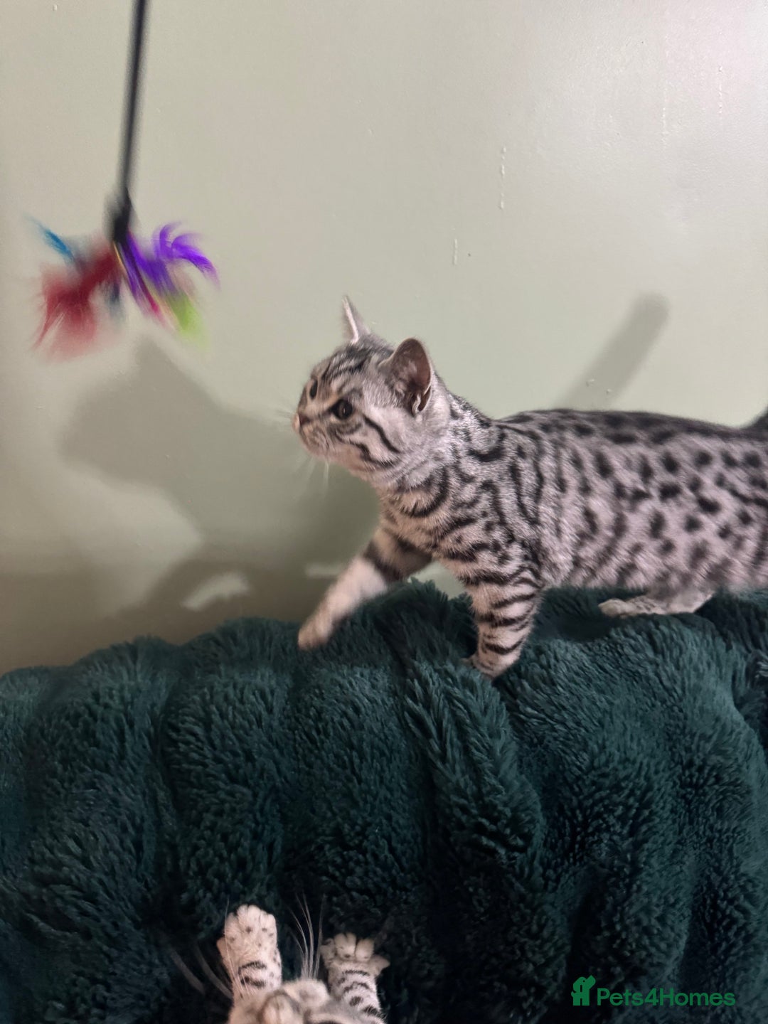 British Shorthair cats for sale: British shorthair silver spotted female  - Image 3