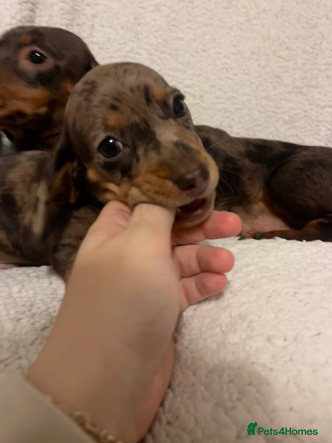 Miniature Dachshund dogs for sale: Beautiful Miniature dachshunds🐶🤎 - Advert 23