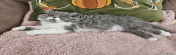 Persian cats for sale: Stuning Persian Girls - Advert 19