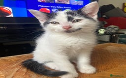 Domestic Shorthair cats for sale: Lovely funny little kittens  - Image 9