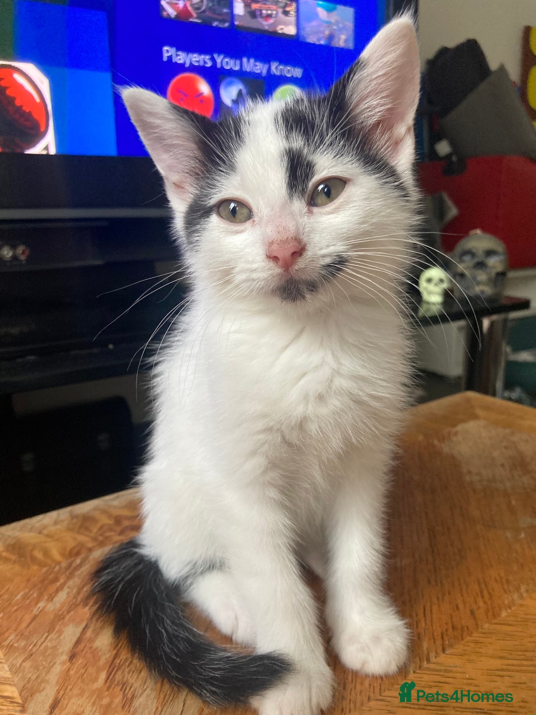 Domestic Shorthair cats for sale: Lovely funny little kittens  - Image 9