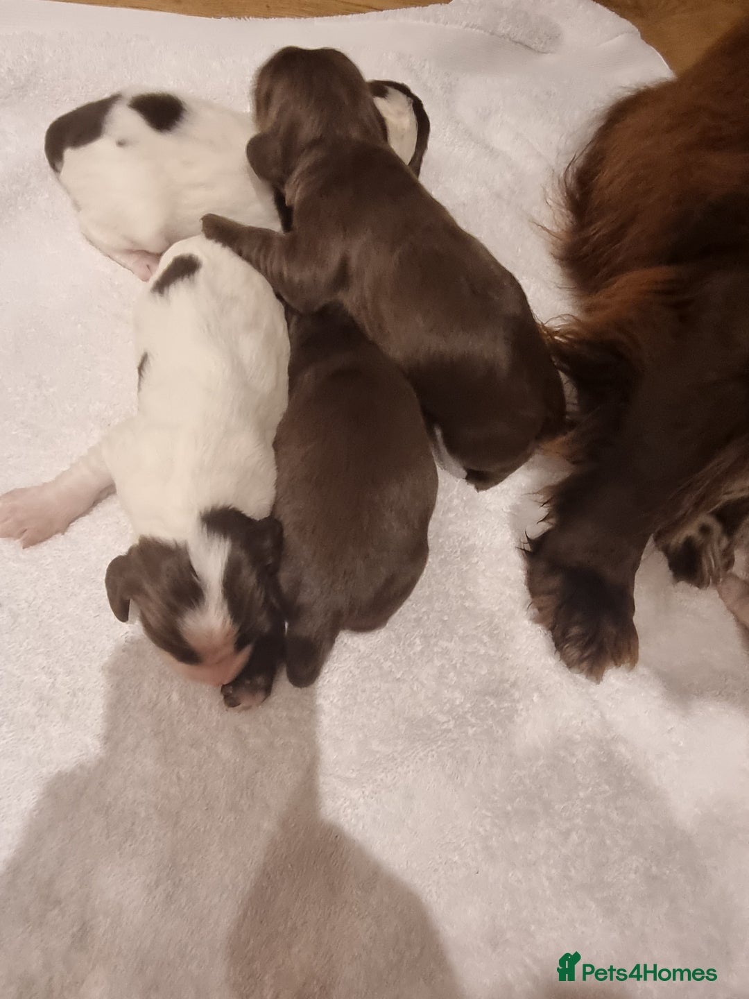 Sprocker dogs for sale: 6 gorgeous sprocket puppies  - Advert 8
