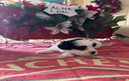 Bichon Frise dogs for sale: Bichon Frise X Bichon Havanez  - Image 12