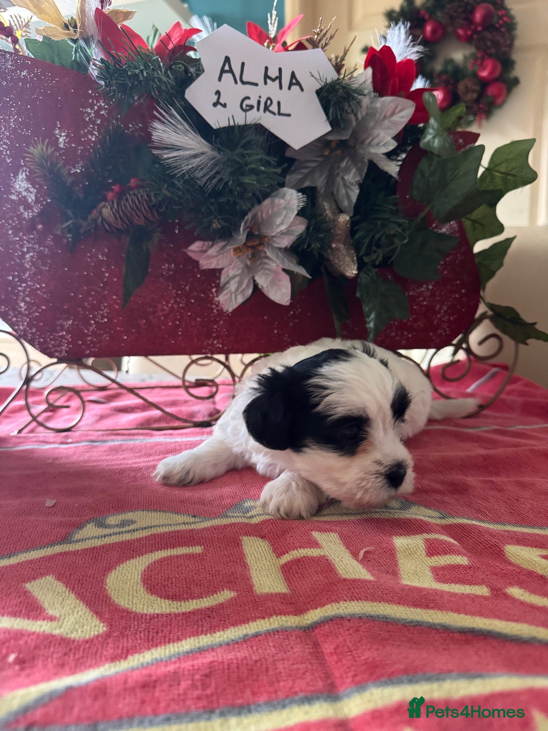 Bichon Frise dogs for sale: Bichon Frise X Bichon Havanez  - Image 12