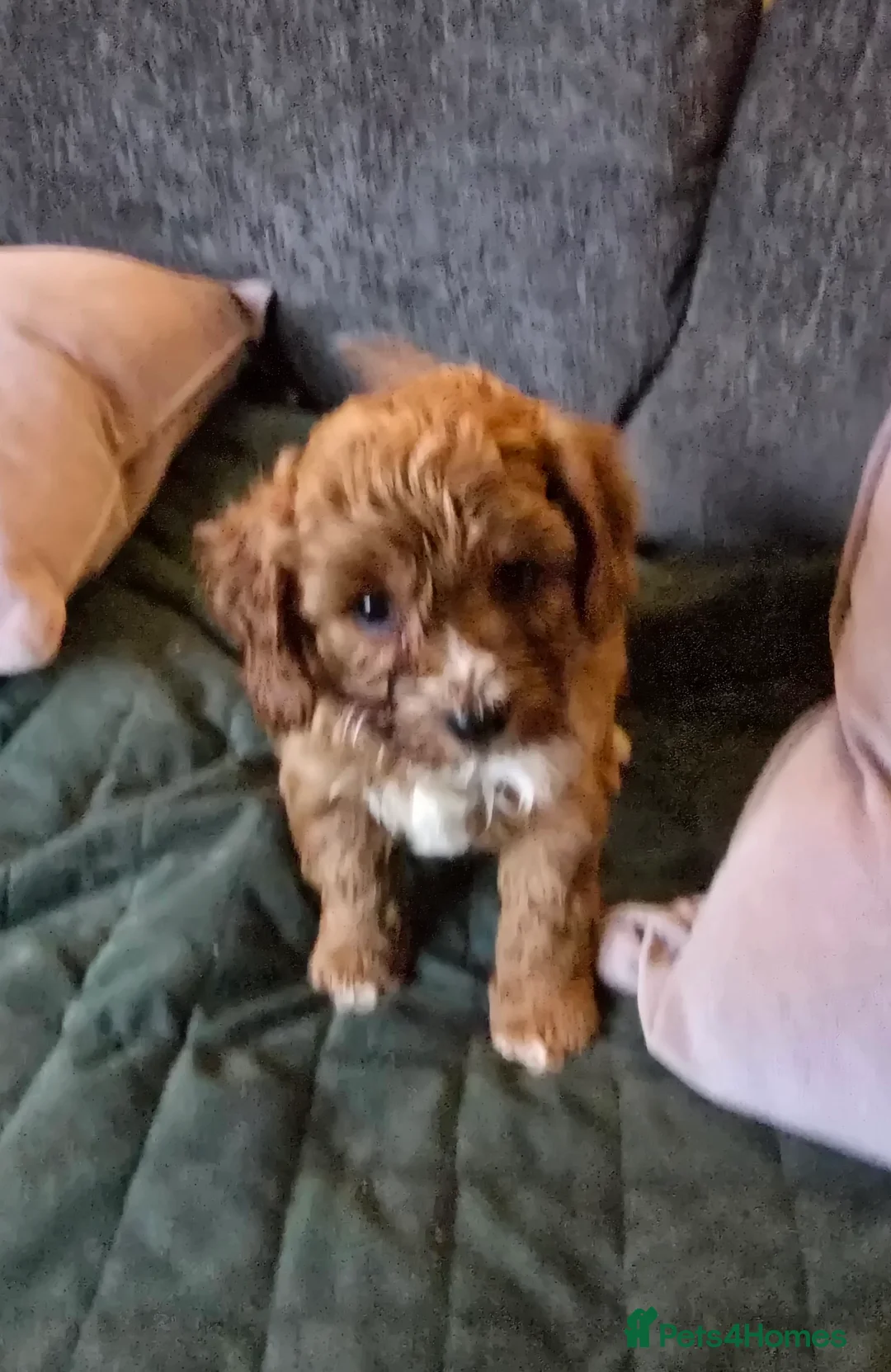 Cavapoo dogs for sale: Gorgeous f1 fox Red cavapoo pups - Advert 4