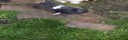 Pigeons birds for sale: Pigeons Mixed Variety  - Advert 3