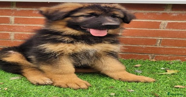 German Shepherd dogs - Advert 2