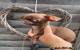 Chihuahua dogs for sale: *READY NOW* SOLID CHOCOLATE BOY - Image 8