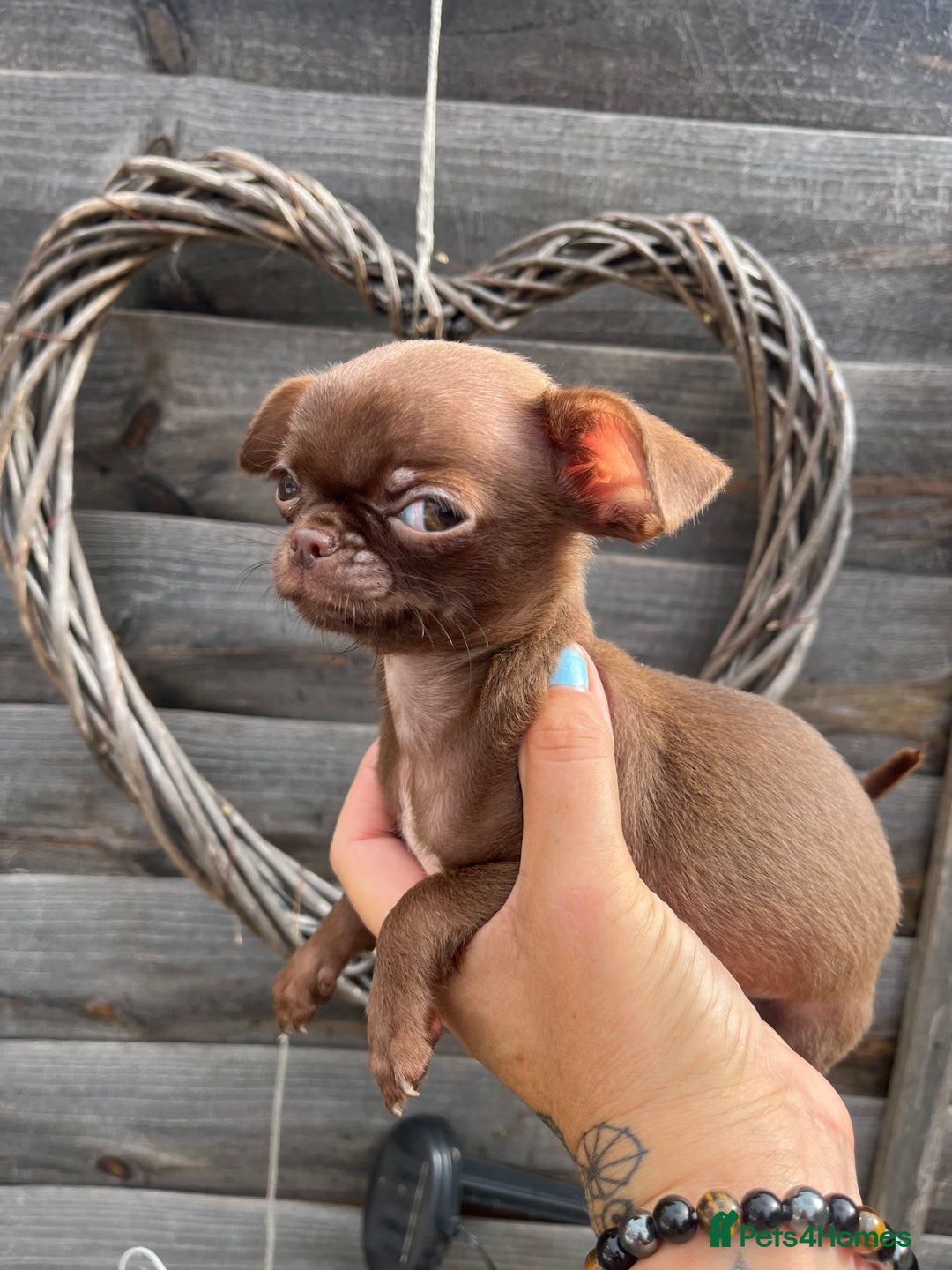 Chihuahua dogs for sale: *READY NOW* SOLID CHOCOLATE BOY - Image 8