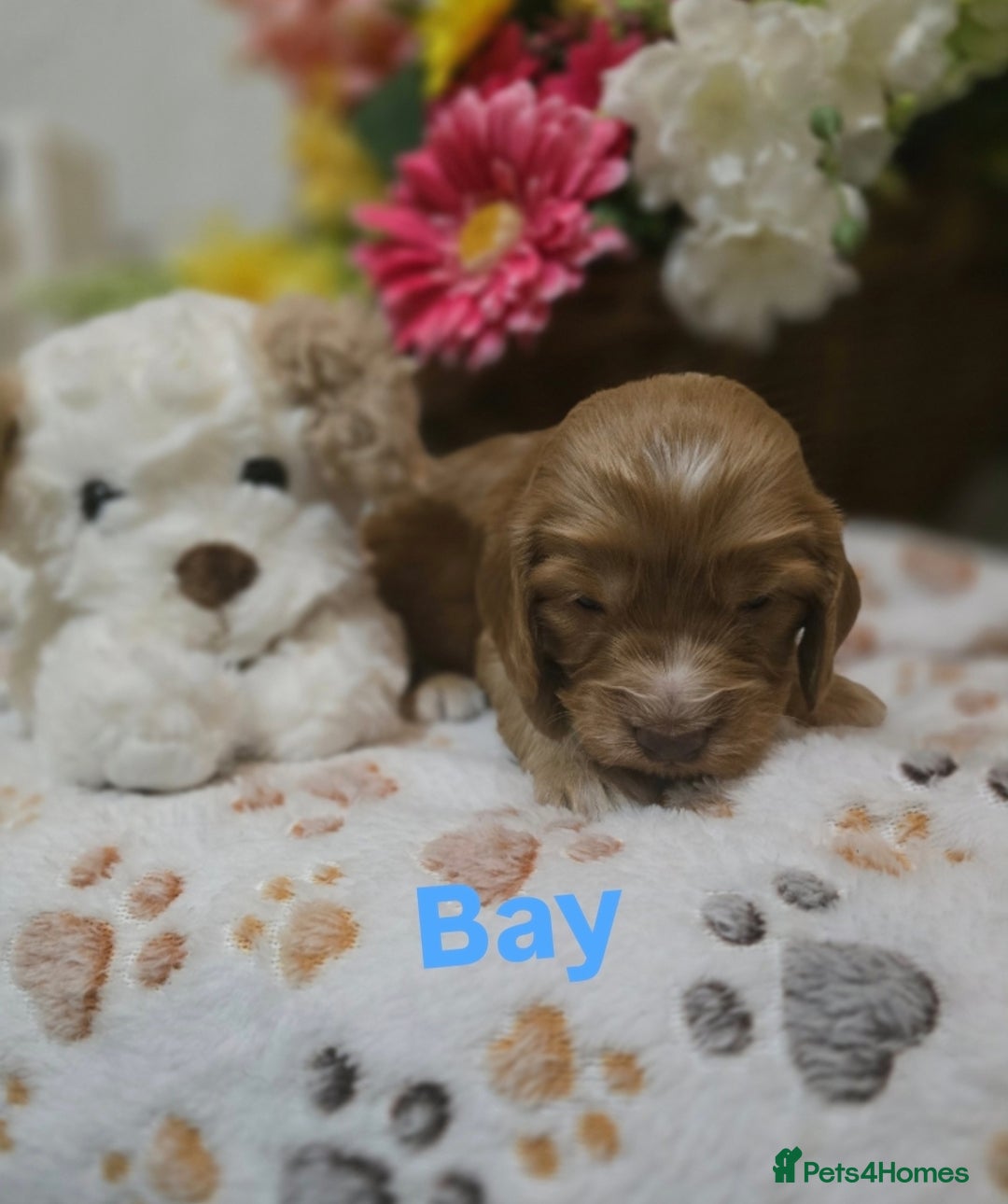 Cockapoo dogs for sale: Health tested cockerpoo F1 pups licensed Breeder  - Advert 16