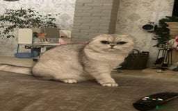 Scottish Fold cats for sale: ACTIVE QUEEN ns11  - Image 3