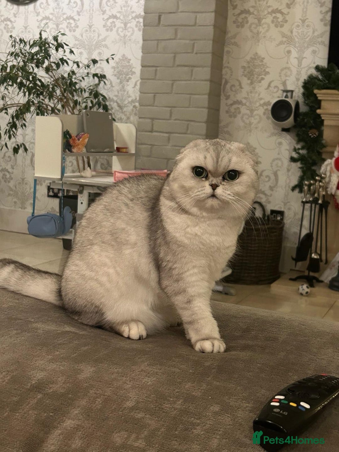 Scottish Fold cats for sale: ACTIVE QUEEN ns11  - Image 3