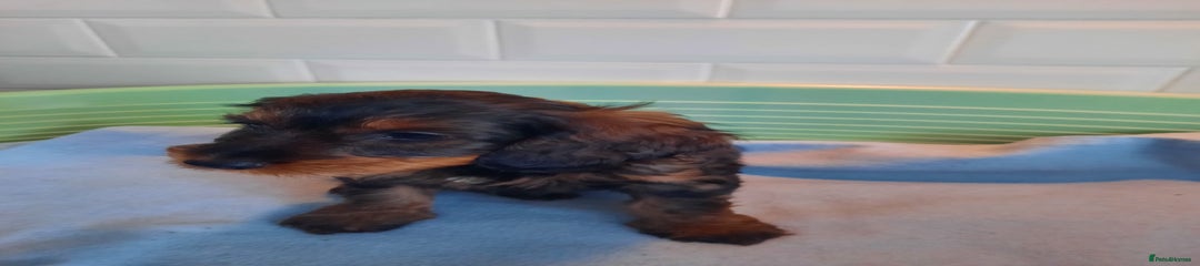 Mixed Breed Puppy 2