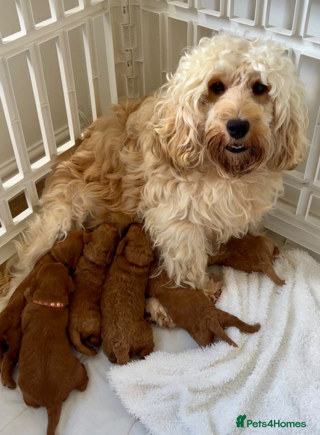 Cockapoo dogs for sale: F1b cockapoo puppies  - Image 3