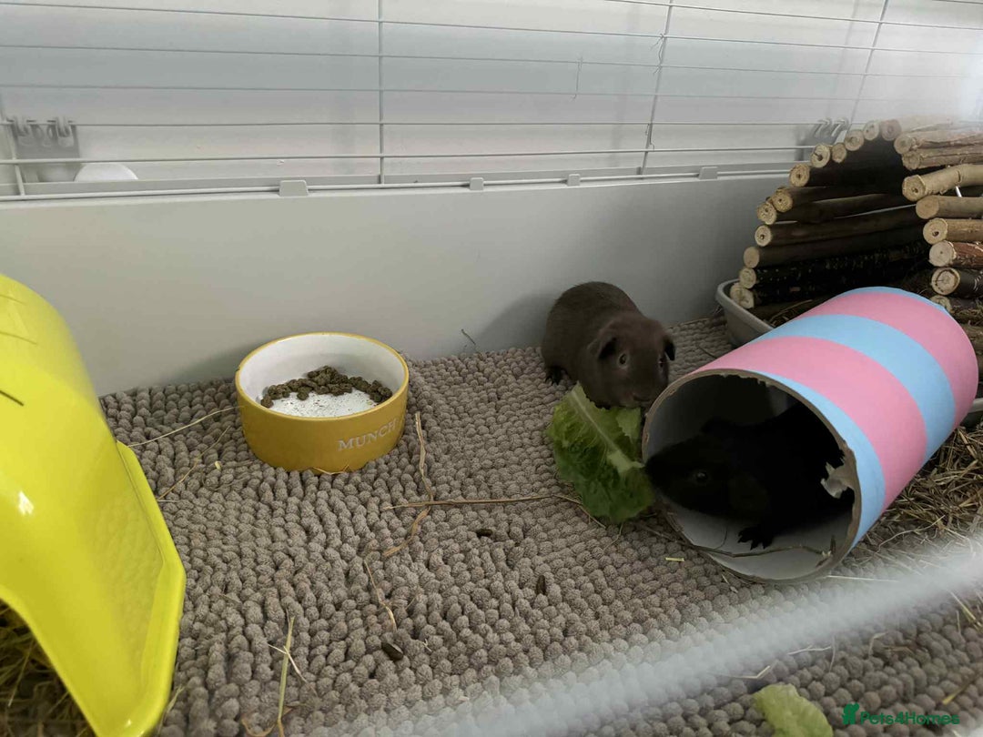 Guinea Pig rodents for sale: 2 Guinea Pigs for sale - boars. - Image 8
