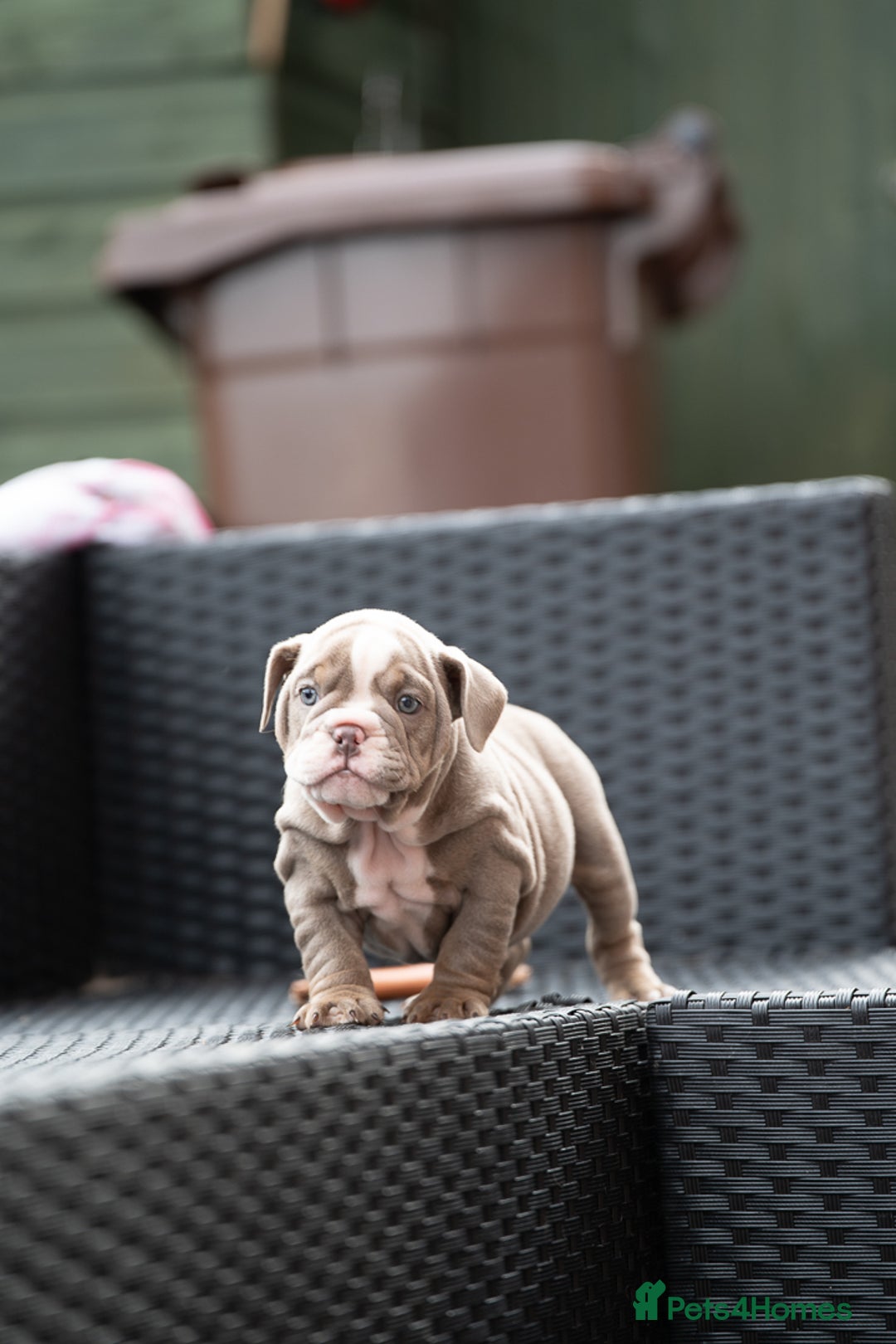 English Bulldog dogs for sale: English bulldog pups for sale  - Image 19